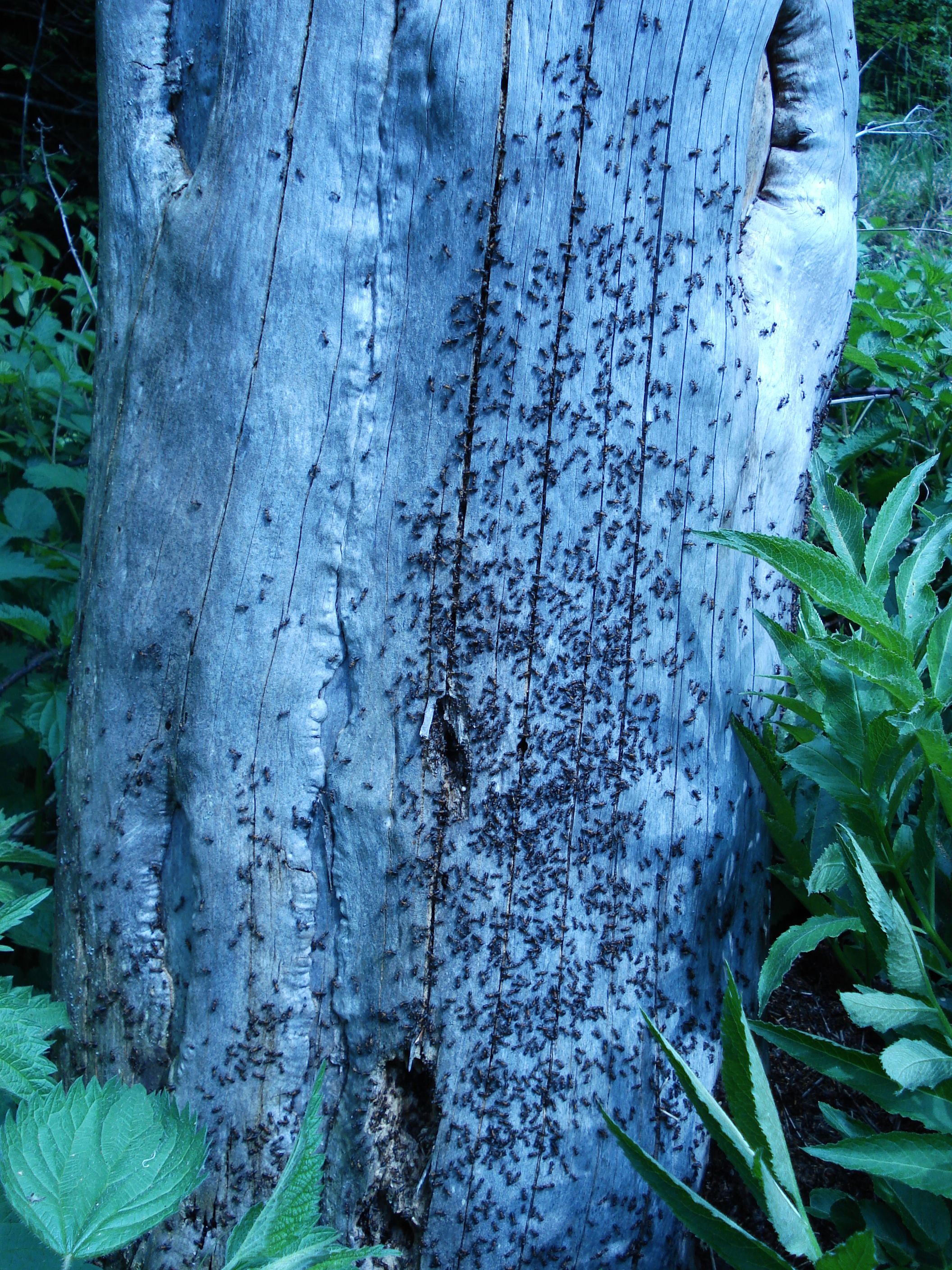 Ein Ameisenstaat bewohnt einen toten Baumstumpf... 